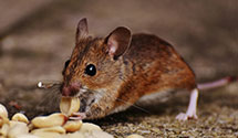 24 Hour & Emergency Exterminators in Willoughby, OH
